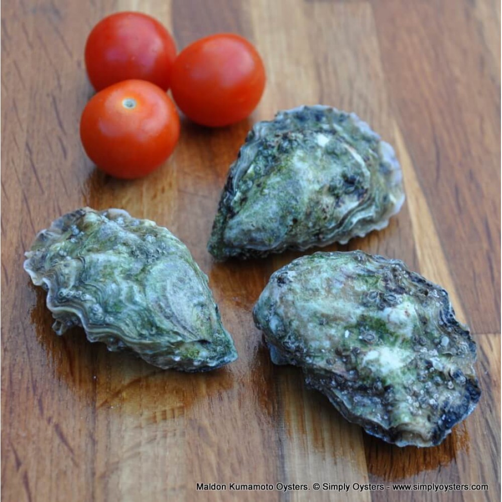 Maldon Kumamoto Oysters Buy Online UK Delivery Simply Oysters